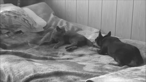 Funny Cat vs Dog - Fight on the bed