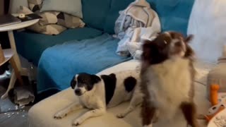 Dogs Suddenly Turn Into Silent Statues