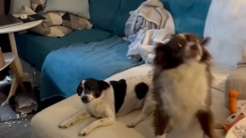 Dogs Suddenly Turn Into Silent Statues