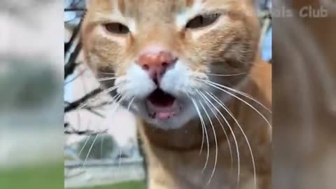 Funny Animal Videos 2022 - Funniest Cats And Dogs Videos #20