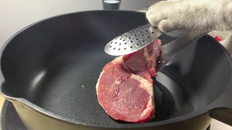 Big fat cat cooking beefsteak