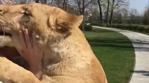 Lion Hugging a girl