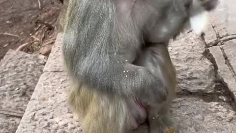 Monkey 🐒🐒🐒 funny video 🤣🤣🤣