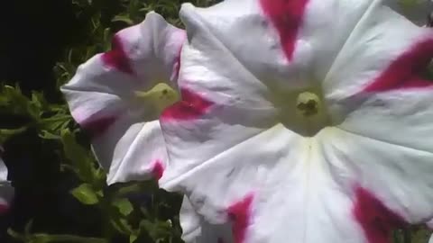Lindas flores da petúnia branca e vermelha na floricultura, maravilhosas! [Nature & Animals]