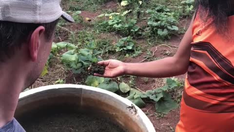 Kitchen Garden at Freedom Farm Academy - Thailand