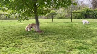 Wild life: aggressive animals/ dog 🐕 park in USA