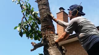 Finishing off a cherry tree