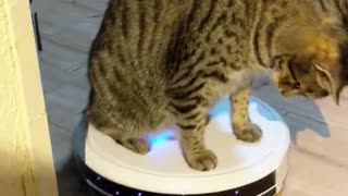 Cat Loves Riding on Roomba