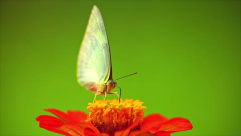 Butterfly Feeding Insect Spicebush Swallowtail