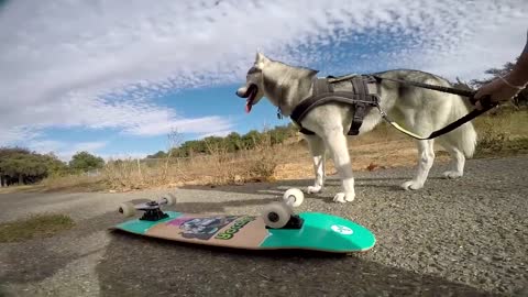 How to exercise your dog using the skateboard