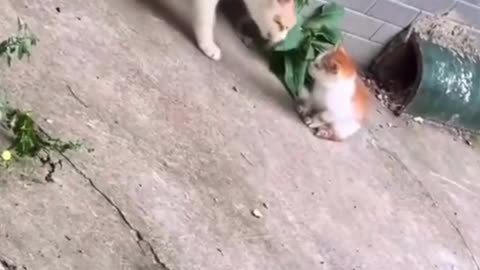 😻❤️CAT Finds his Lost KITTEN!
