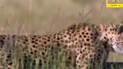 Leopard incredible attack on Deer #viral #viralvideo #fyp #rumble