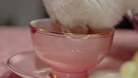 A Cat Licking On The Tea Cup Over The Table