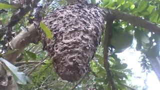 A big termite house in the middle of the tree in the botanical garden [Nature & Animals]