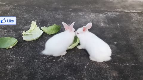 Cute Baby Rabbits Playing,Feeding Activities | Bunny Rabbit (Baby Rabbits)