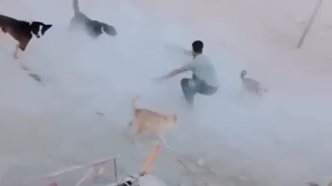 Dogs angry on man