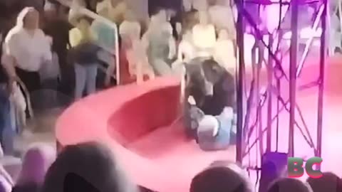 Roller skating circus bear drops act to maul trainer in front of shocked kids