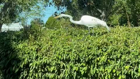 Beautiful white bird in Bradenton Florida!