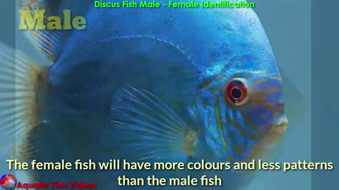 Discus Fish Male - Female Identification