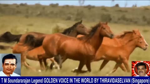 Old Is Gold (evergreen) T M Soundararajan Legend Vol 237 Horse Song 10