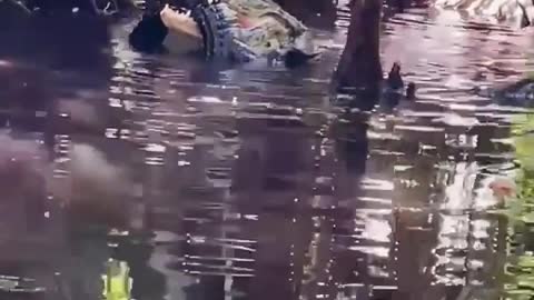 Giant Alligator Eats Smaller Gator