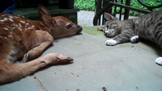 Kitten Excited To See Baby Deer On The Front Porch