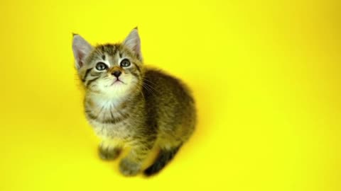 Beautiful video of cat || cute and funny cat compilation // Meow cat /awow animals ||