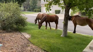 Wild Horses Bring Show Off Their Cute Colts