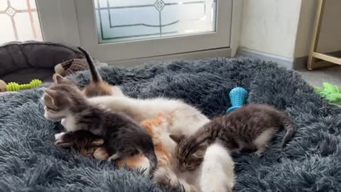 Mom Cat Takes Care of Her Baby Kittens