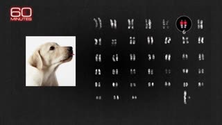 "Friendliness mutations" in dog DNA