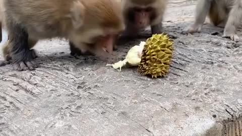 The monkey is eating