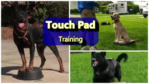 The POWER of TOUCH PAD training for Puppies and Adult Dogs