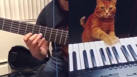 cat play piano