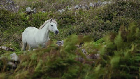 Does horse can climb the mountain...........?????