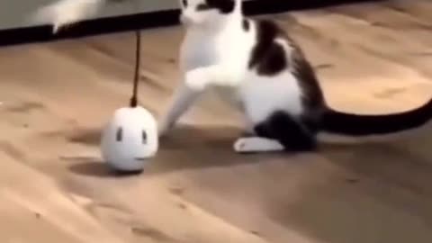 Funny cats