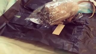 Cat Stuck in Plastic Bag