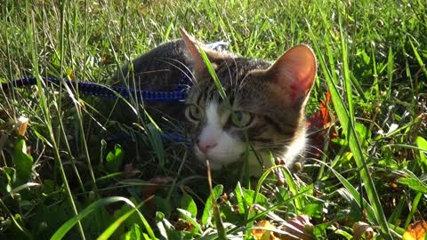 Green Eyed Cat in the Green Grass