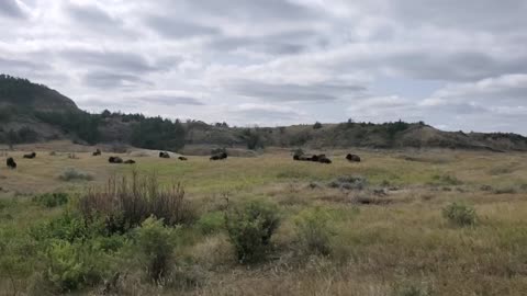 North Dakota Bison