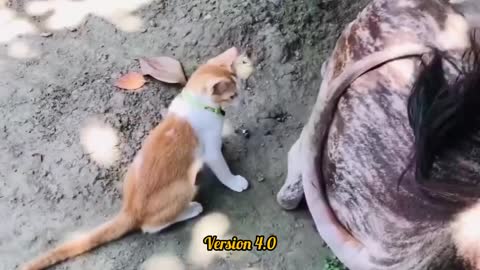 When the cat wants to eat the cow's tail😂