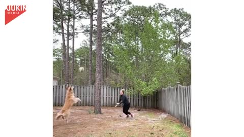 Dog is playing volleyball