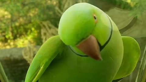 Beautiful parrot ||Nature||beautiful birds||
