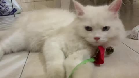 My persian cat