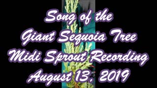 Song of the Giant Sequoia
