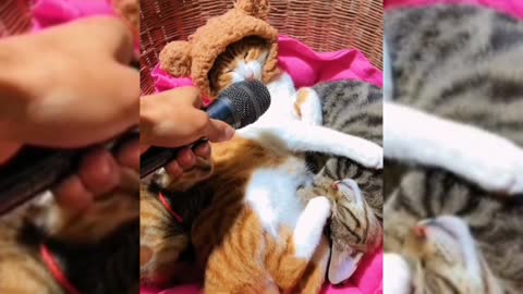 funny cats | try not to laugh animals, funny videos