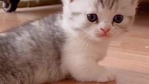 little kittens learn to walking