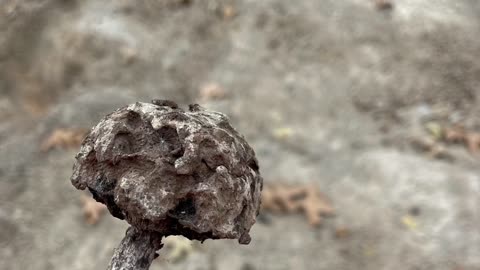Petrified mushroom