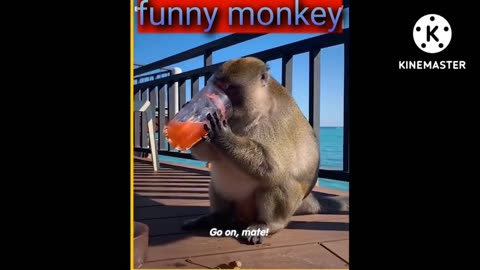 Naughty monkey and woman ll Funny pet animals ll Cute pet animals