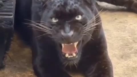 black panther video॥ panther॥wild॥#shorts#animalandbirdpoint#wildlife