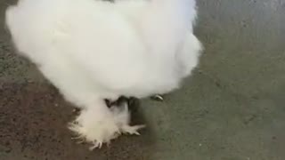 Fuzzy Chicken