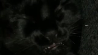 Black cat licks self in slow motion